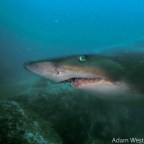 Adventures down under part 3: Diving into the Pacific at Nelson Bay!