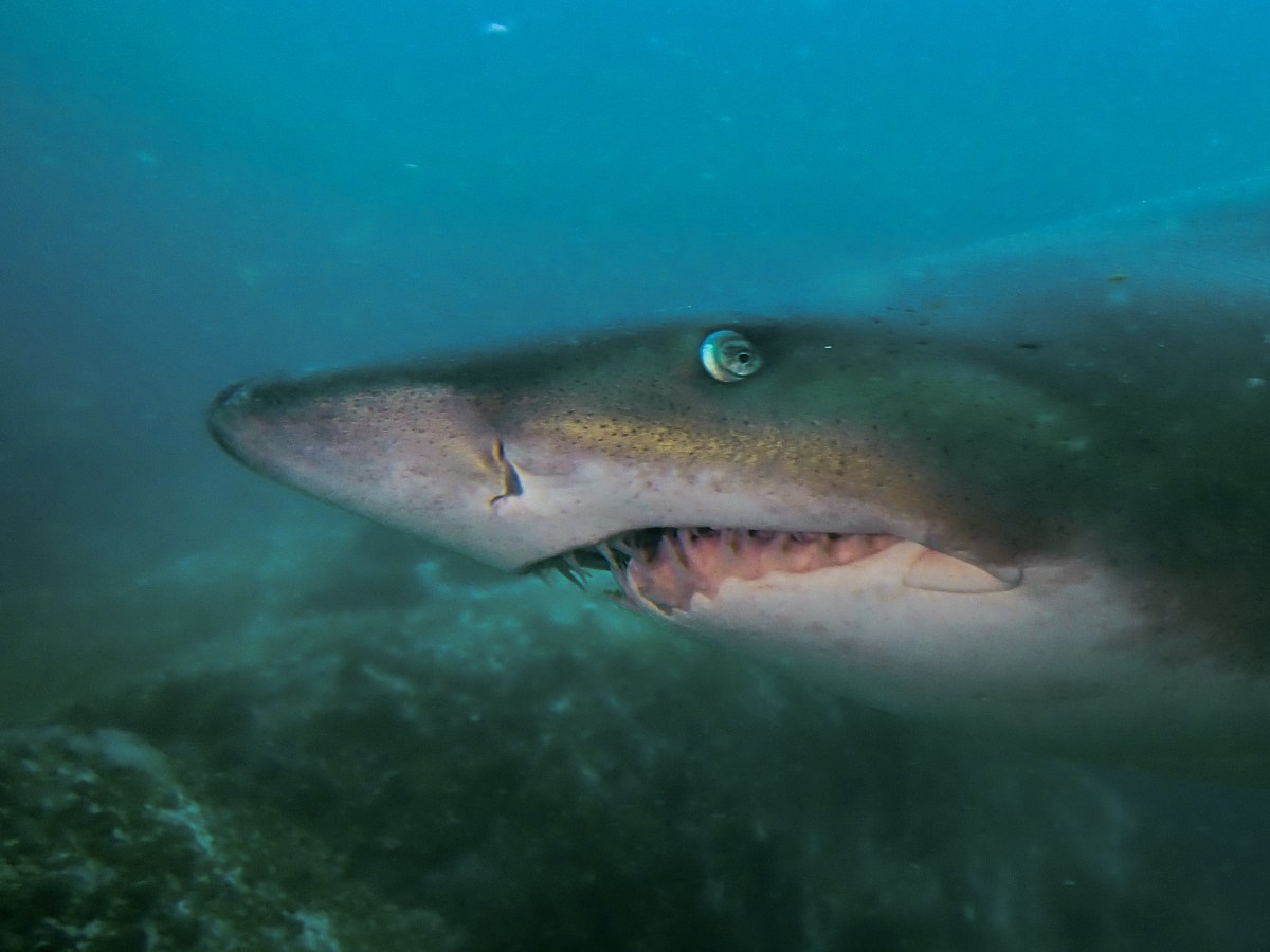 Adventures down under part 3: Diving into the Pacific at Nelson Bay!