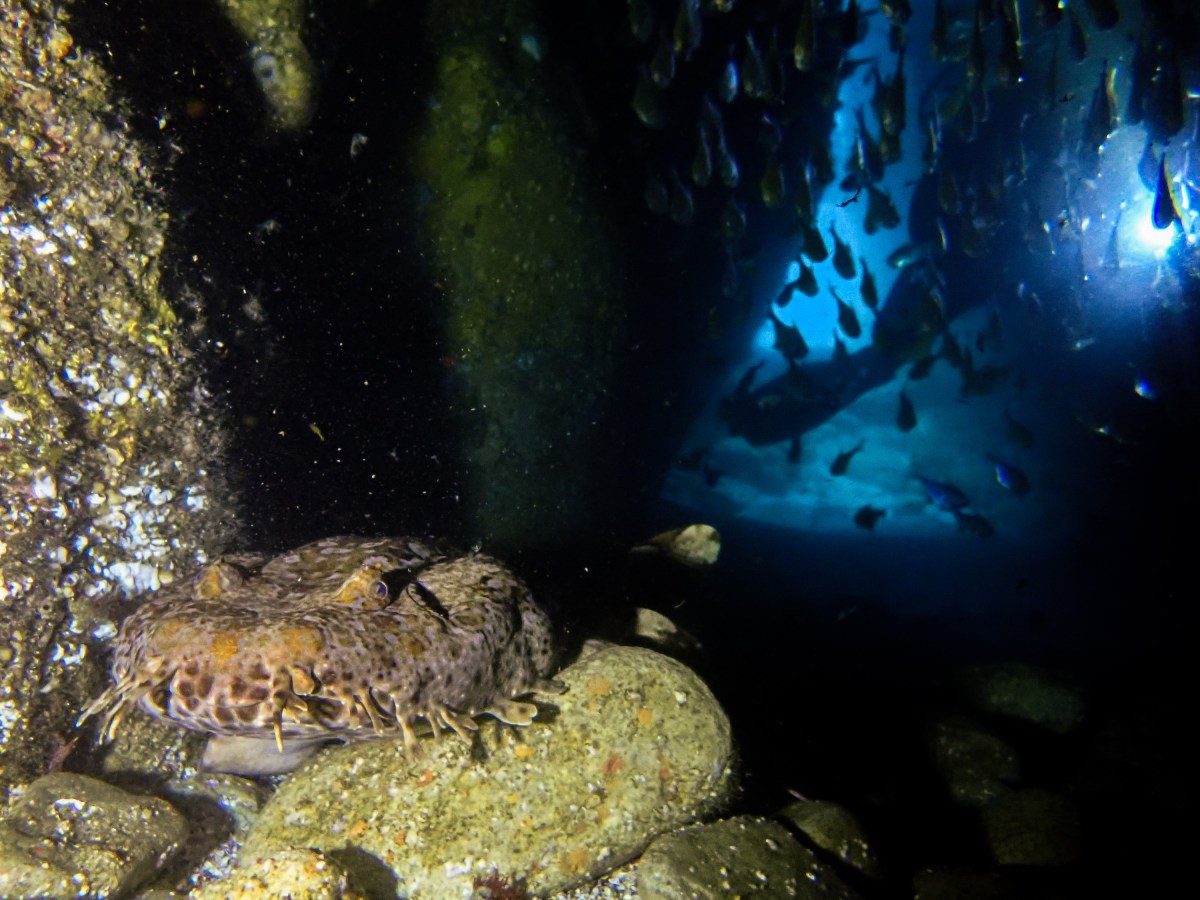 Adventures Down Under (part 4) Southwest Rocks Fish Rock Cave Dives