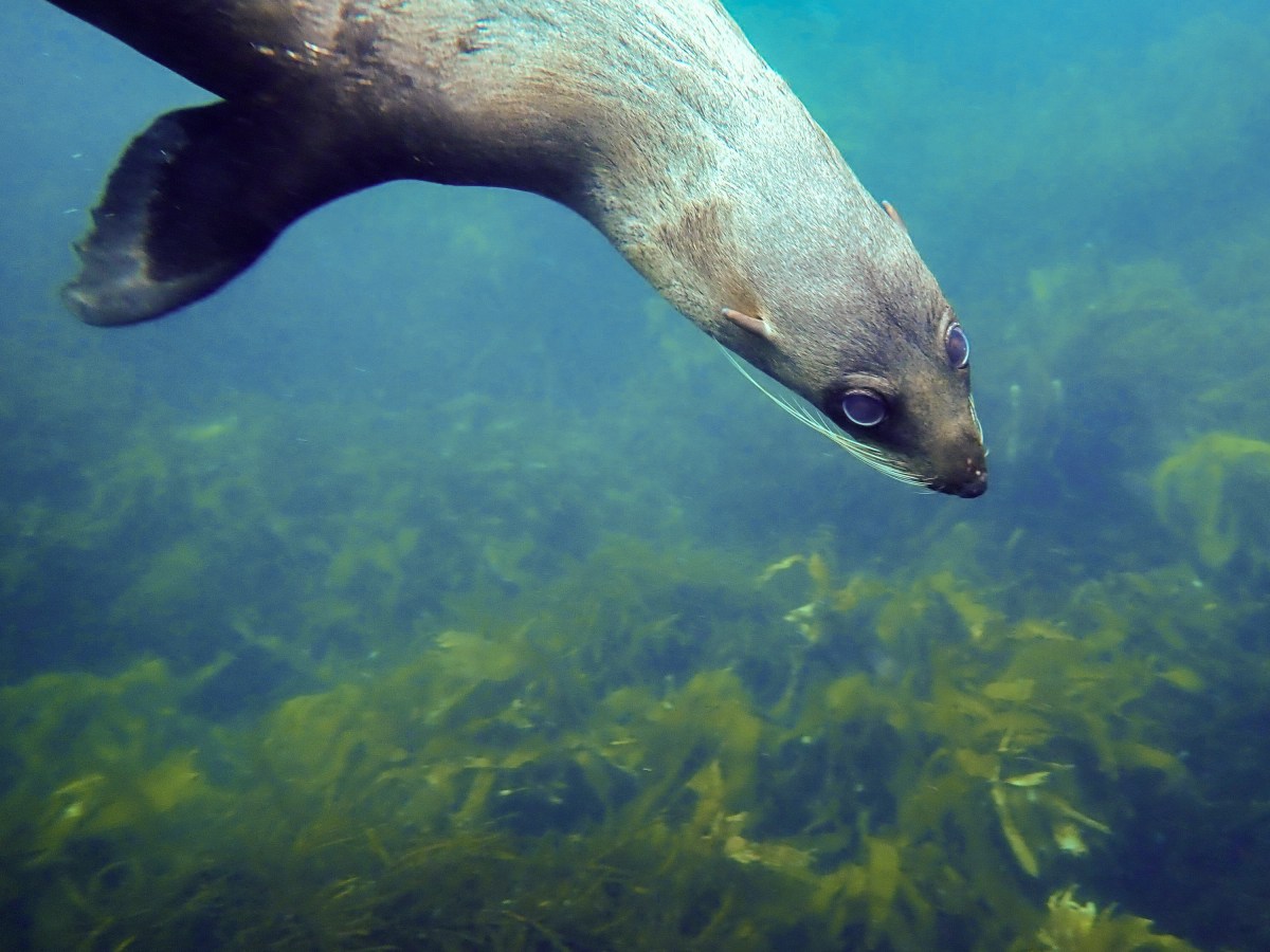 The best diving in Australia?! Adventures Down Under part 5